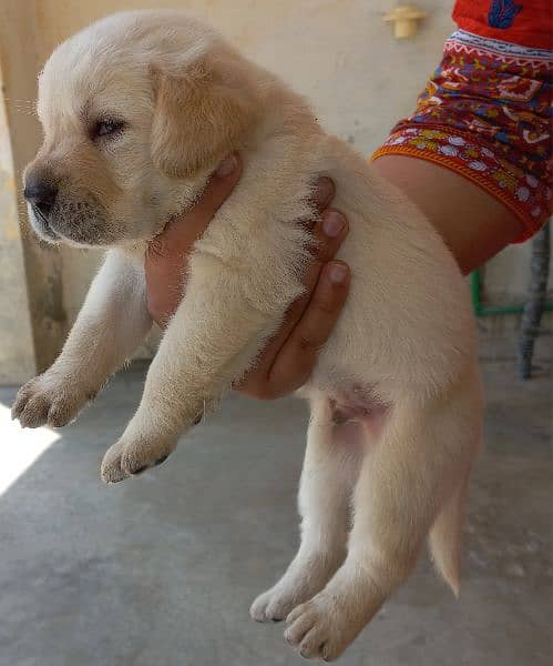 Labrador Puppies For Sale 1