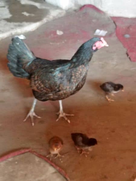 hens sell with 9 chicks 2