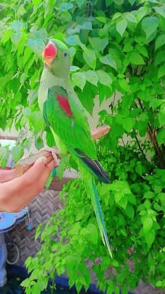parrot age 3 month