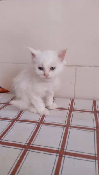 Persian kitten well trained 3