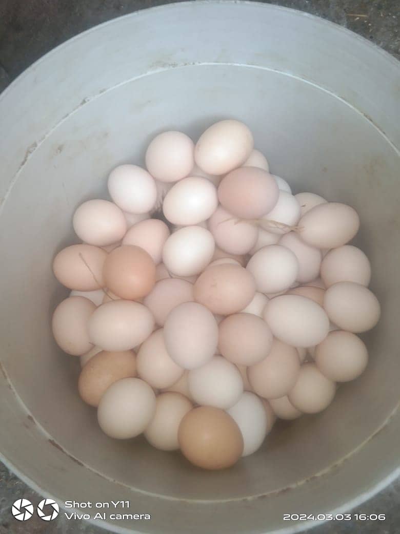 Eggs | Desi Hens Eggs | Pure Home breed Eggs For Sale 3
