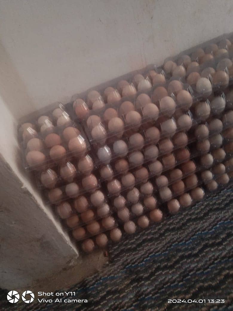 Eggs | Desi Hens Eggs | Pure Home breed Eggs For Sale 1