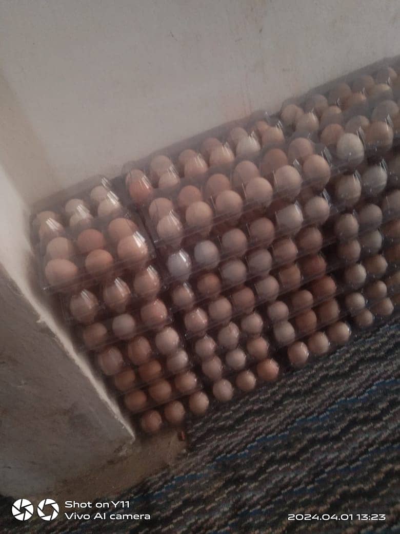 Desi Home Eggs contact 03078710890 8