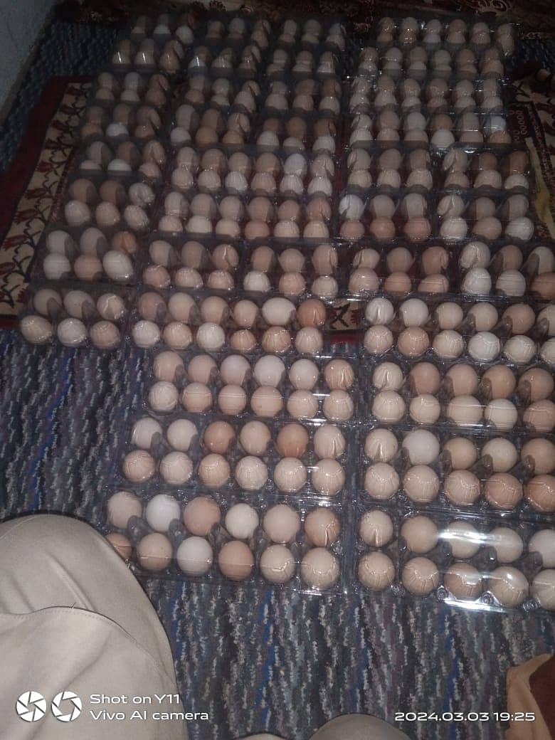 Desi Home Eggs contact 03078710890 7