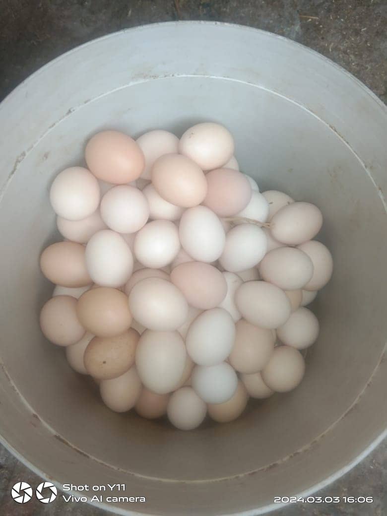 Eggs | Desi Hens Eggs | Pure Home breed Eggs For Sale 4