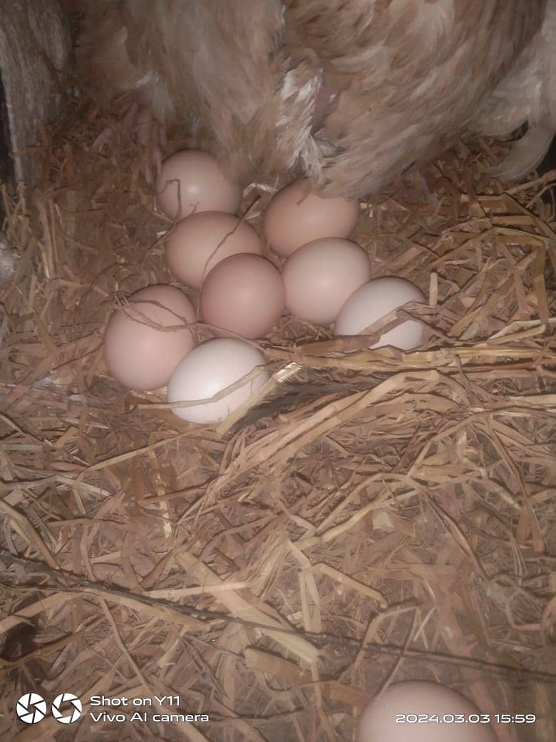 Eggs | Desi Hens Eggs | Pure Home breed Eggs For Sale 7