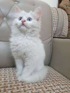 Triple coat Persian cat /female for urgent sall 
Full vaccinated