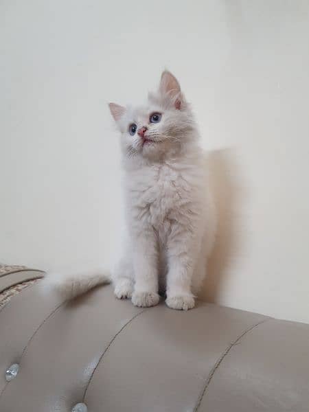 Triple coat Persian cat /female for urgent sall 
Full vaccinated 1