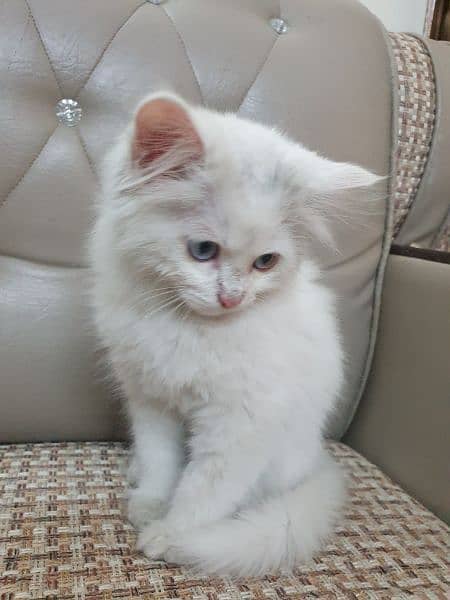 Triple coat Persian cat /female for urgent sall 
Full vaccinated 2