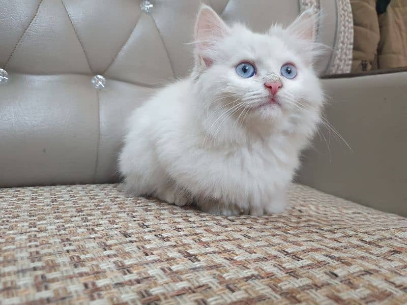 Triple coat Persian cat /female for urgent sall 
Full vaccinated 3
