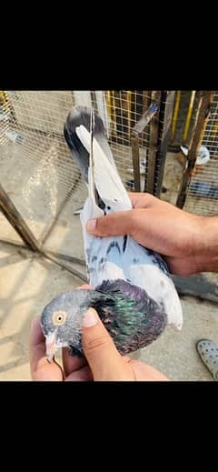 pigeons for sale all types of breed