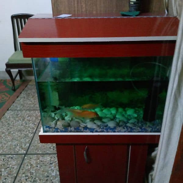 aquarium and 3 gold fish 2