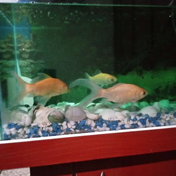 aquarium and 3 gold fish 3