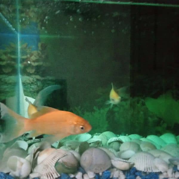 aquarium and 3 gold fish 5