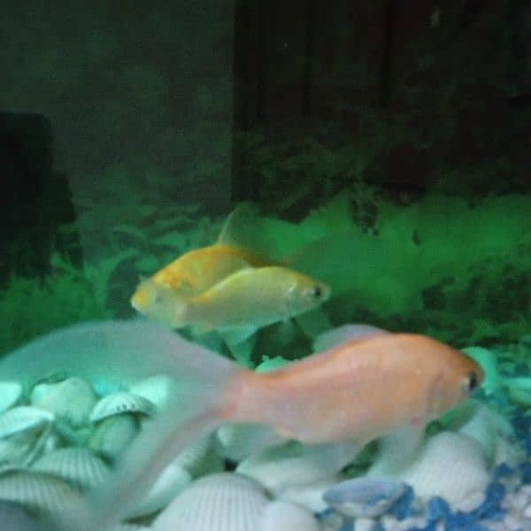 aquarium and 3 gold fish 8