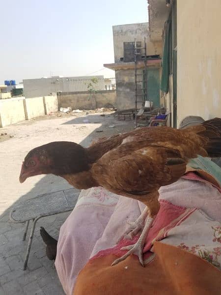 Aseel chickens 4000 per pcs 4