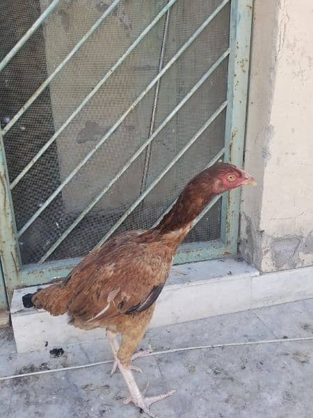 Aseel chickens 4000 per pcs 8