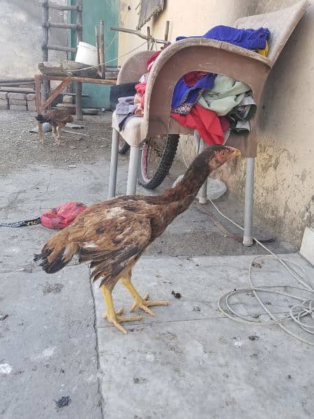 Aseel chickens 4000 per pcs 13