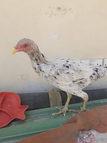 Aseel chickens 4000 per pcs 16