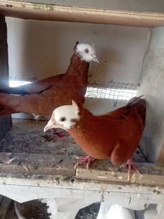 Lal jogia breeder pair for sell