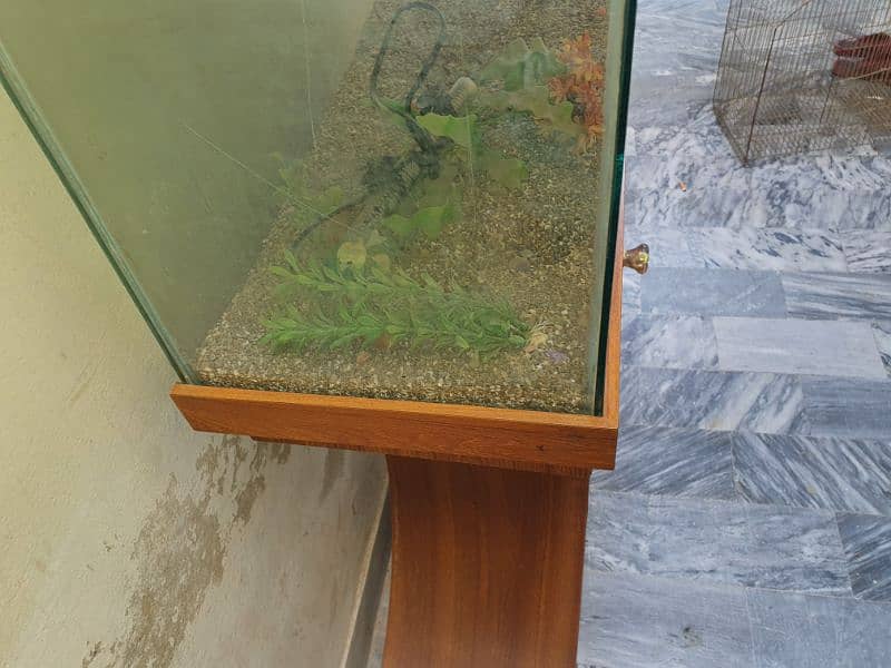 fish aquarium 1