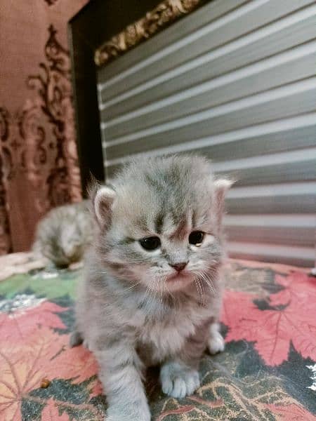 triple coat Persian kittens 1