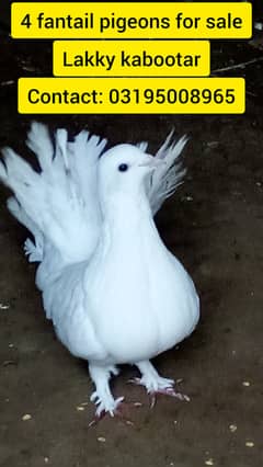 4 fantail pigeons for sale (2 pairs)