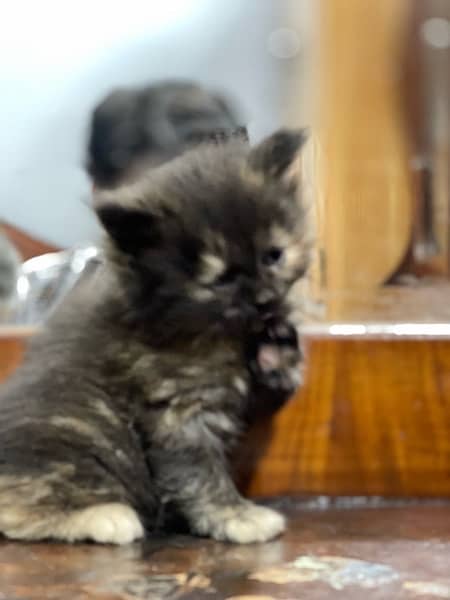 Persian kitten. Punch face 2