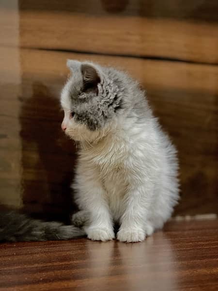 Persian kitten. Punch face 3