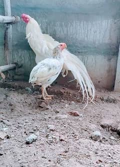 parrot break chicks and eggs available for sale