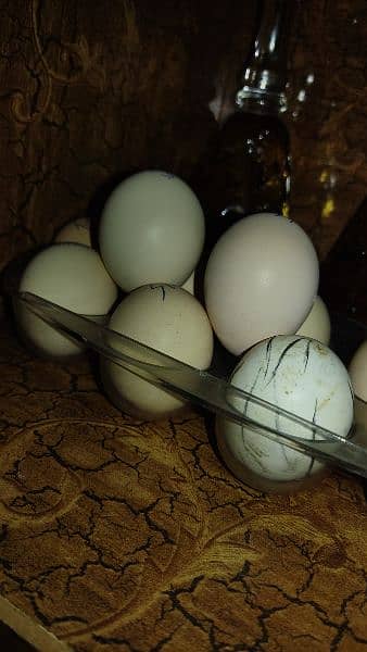 parrot break chicks and eggs available for sale 3