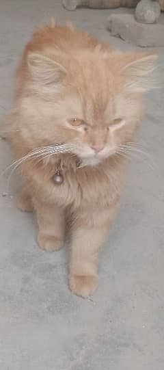 persian cat for sale marure kid