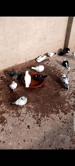 pigeons for sale