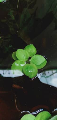 aquatic and ponds plants