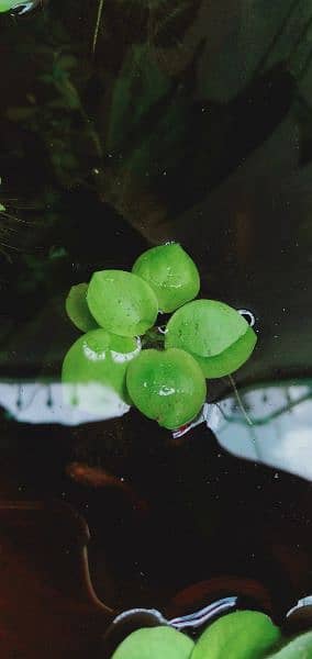 aquatic and ponds plants 1