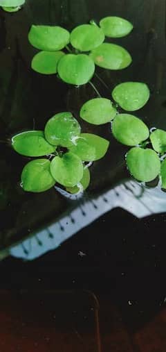 aquatic and ponds plants