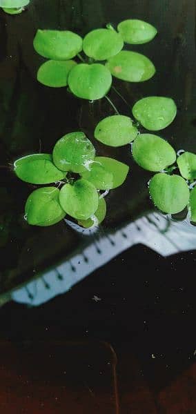 aquatic and ponds plants 10