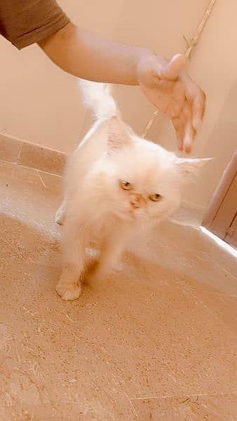 white persian male cat 3