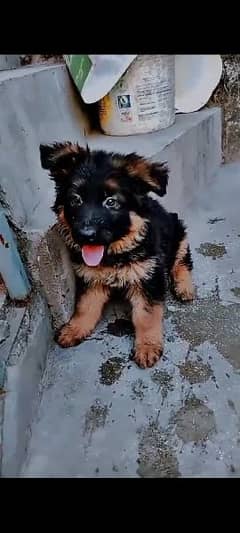 German shepherd black max puppy