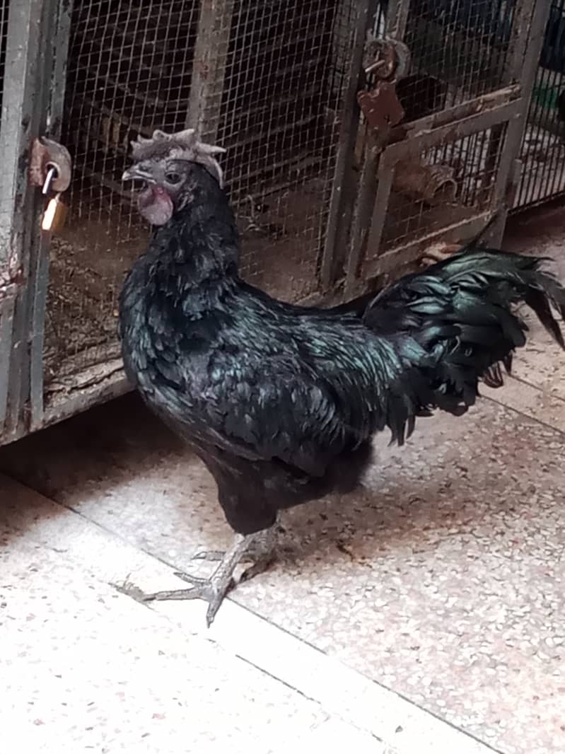 Ayame cemani breeder male 3