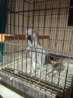 talkative grey parrot