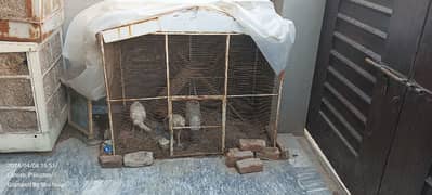 Big solid Cage for sale in Good Condition