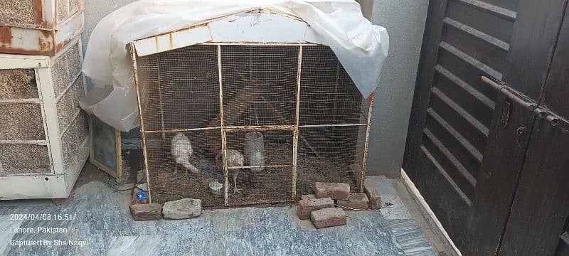 Big solid Cage for sale in Good Condition 0