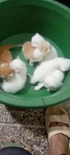 Persian cat kids