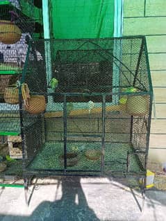 birds hen cat cage big size