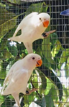 Love birds parrots Albino fisher latino