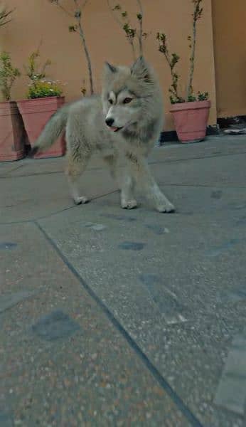 Grey husky female. Age 3 month puppy 2 vaccination done. for sale 1