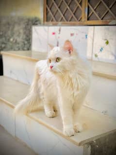 turkish angora yellow eyes cat 0