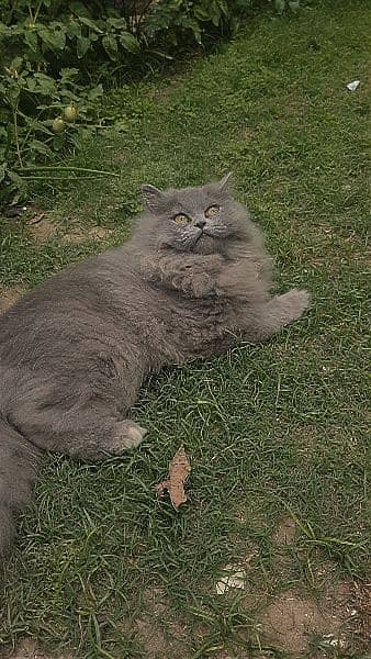 persian cat 1