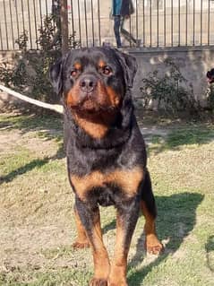 young Rottweiler male